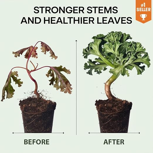 AROIDS Plants