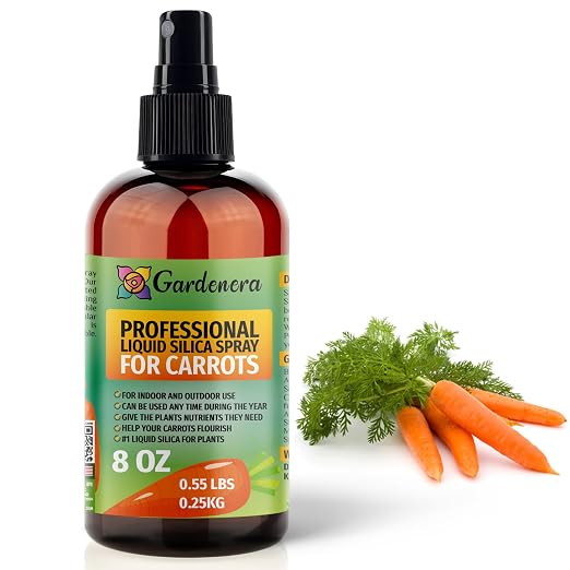 CARROTS Plants