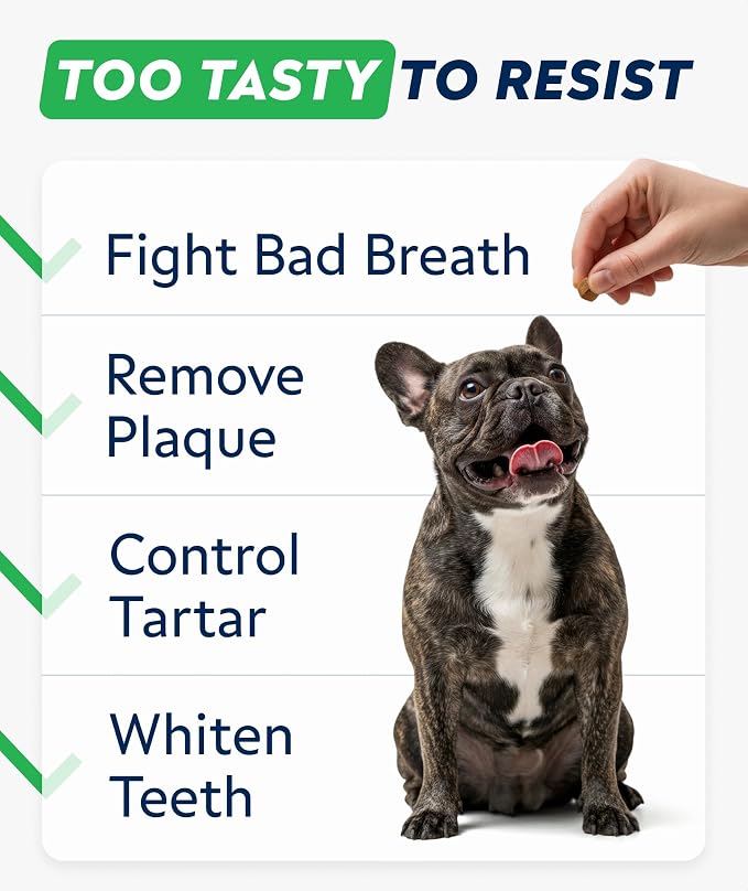 Dental Care Probiotic