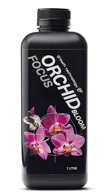 Orchid Bloom