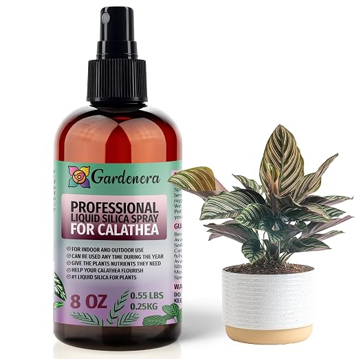 CALATHEA Plants