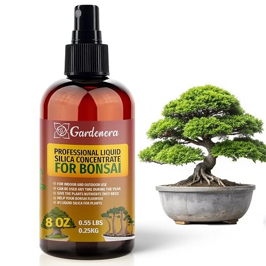 BONSAI Plants