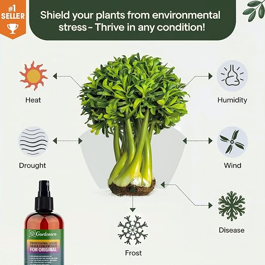 CALATHEA Plants