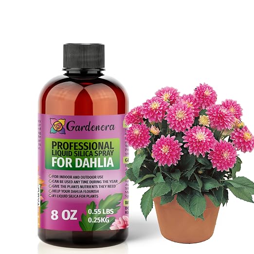 DAHLIA Plants